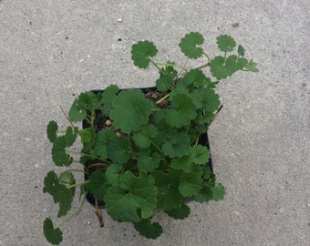 Gotu Kola centella asiatica live plant