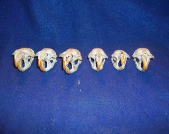 Real Animal Bone Muskrat skull taxidermy head Part