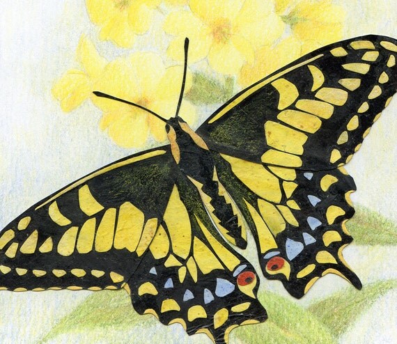 Items similar to Nature Art OREGON SWALLOWTAIL BUTTERFLY 