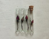 bridesmaids necklaces. botanical vial necklace preserved specimen corked top romantic rosebud.