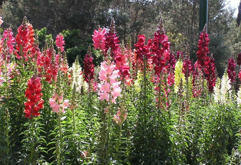 Heirloom 5500 Seeds Antirrhinum majus Snapdragon Yellow Red