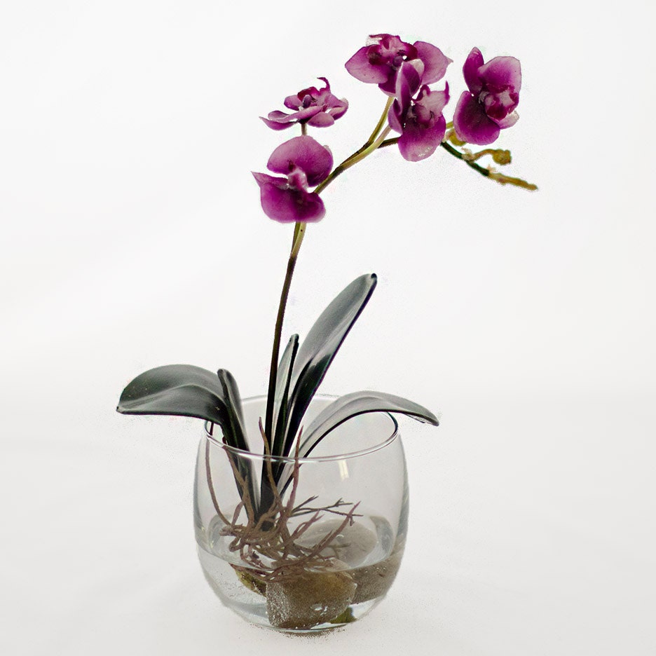 Купить орхидею в сочи. Орхидея фаленопсис икеа. Фаленопсис Бинго. Фаленопсис Artisto Craft. Фаленопсис Lee 1184.
