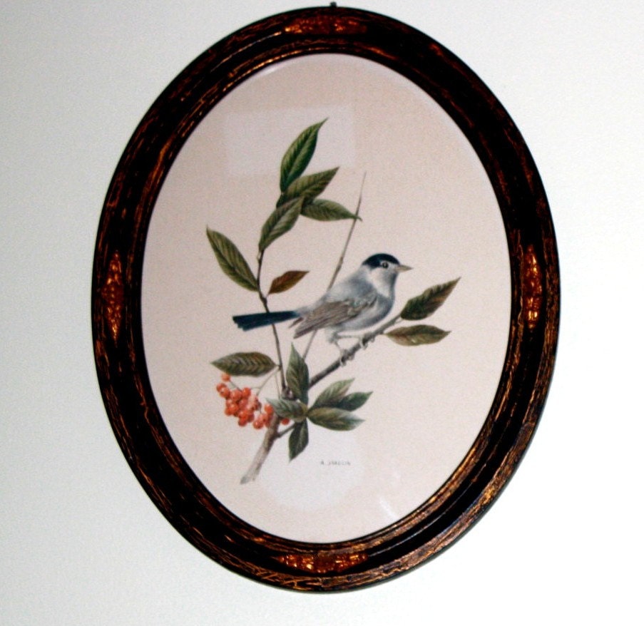 Vintage Pair of Bird Prints in Oval Gallery by charlottechamplin