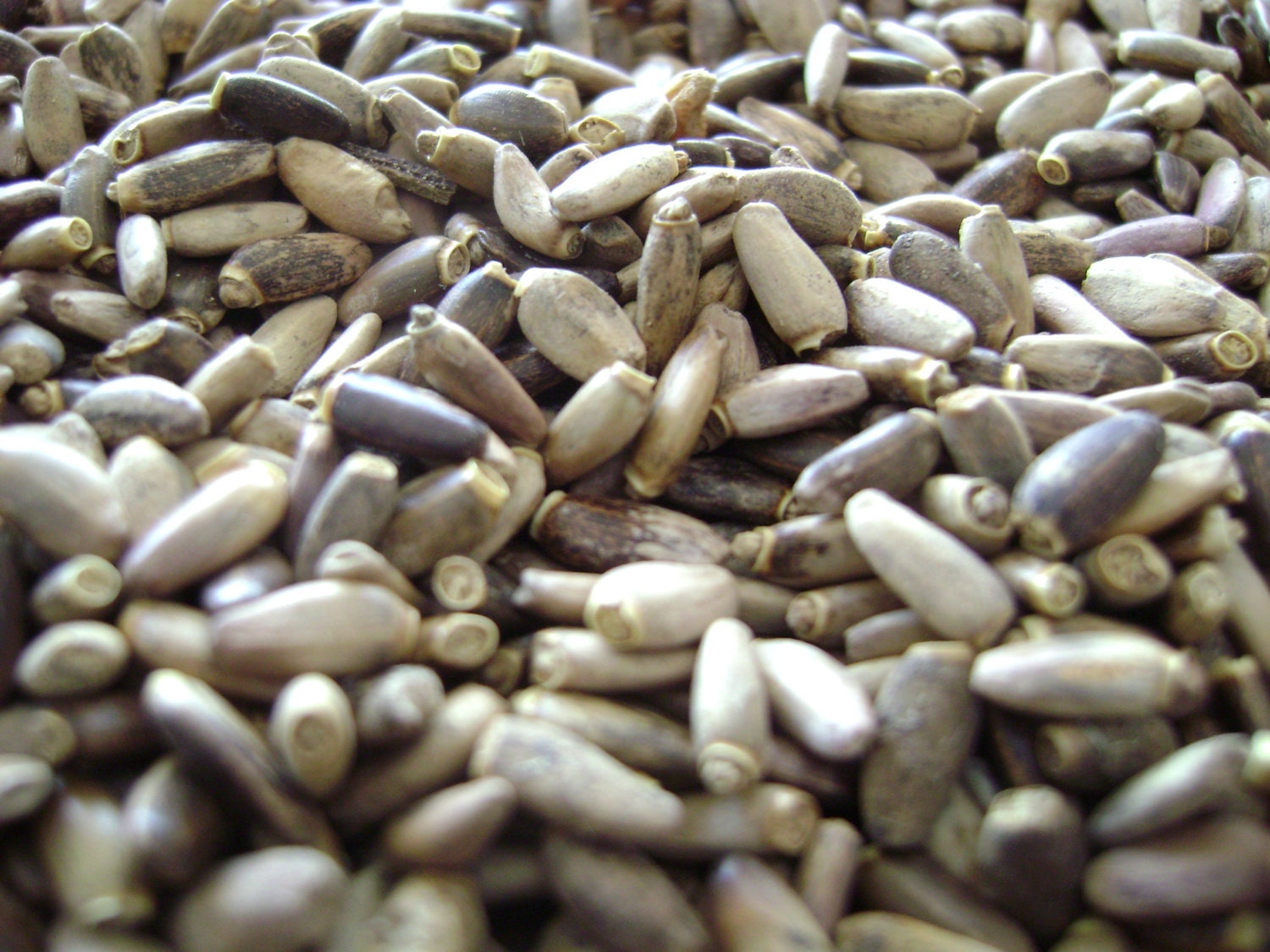 milk thistle seed 1 8 oz 50gr milk thistle seed 1 8 oz 50gr