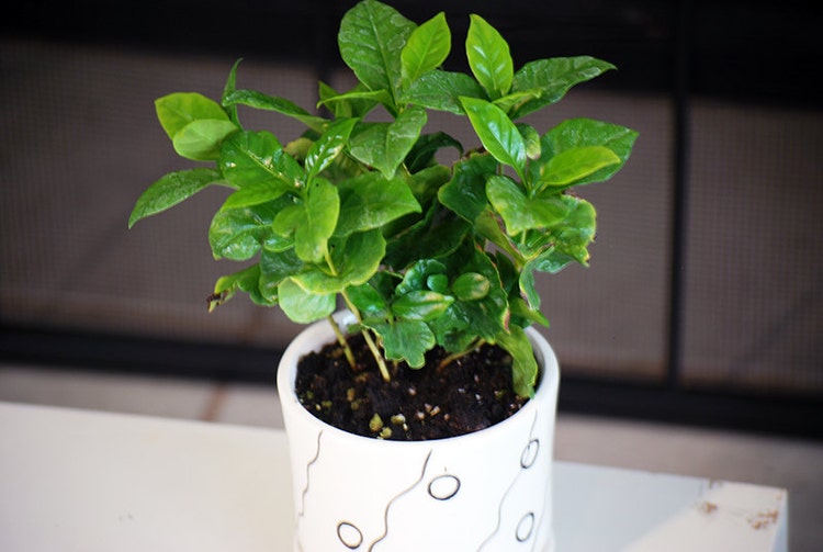 Live Arabica Coffee Plant Bonsai Indoor Bonsai by 9GreenBox