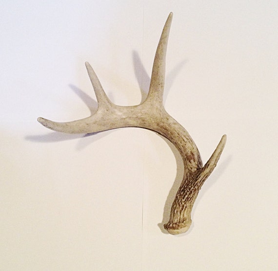 Two Small/medium Deer Antler Sheds by kate0748 on Etsy