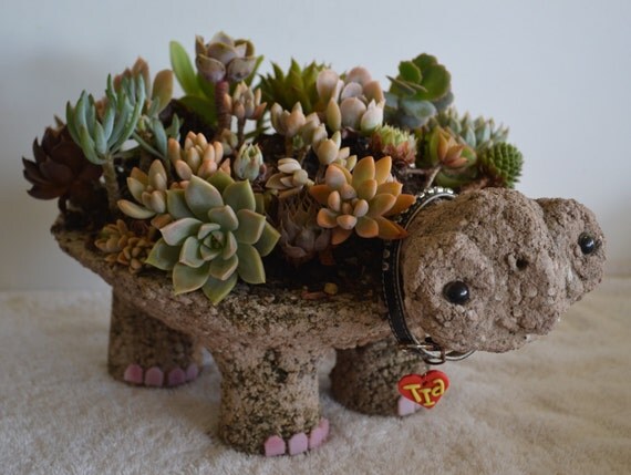 Items Similar To Turtle Pot Hypertufa Succulent Planter Tutorial Pdf On Etsy | items similar to turtle pot hypertufa succulent planter Items Similar To Turtle Pot Hypertufa Succulent Planter Tutorial Pdf On Etsy | items similar to turtle pot hypertufa succulent planter