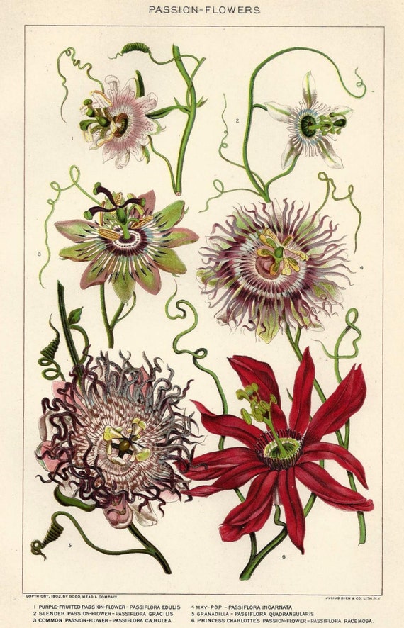 1900s Botanical Print Passion Flowers Antique Illustration