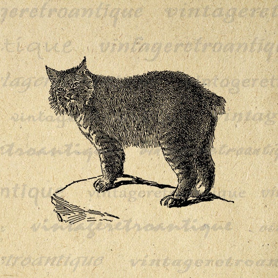 Printable Digital Canada Lynx Cat Download by VintageRetroAntique