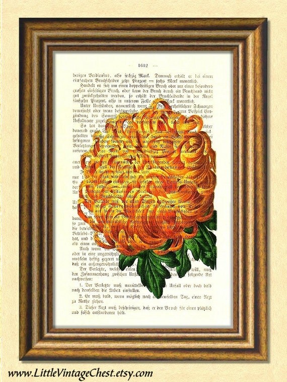 CHRYSANTHEMUM  Dictionary Art Print  Botanical Art  Antique 