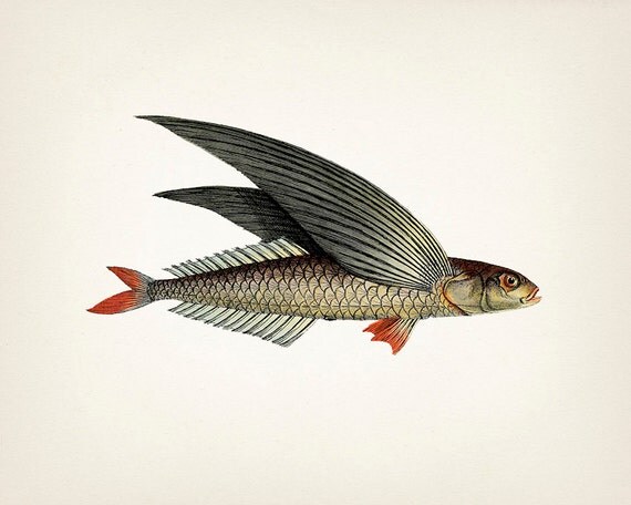 Unique 1801 flying fish drawing 8x10 Fine art print of a