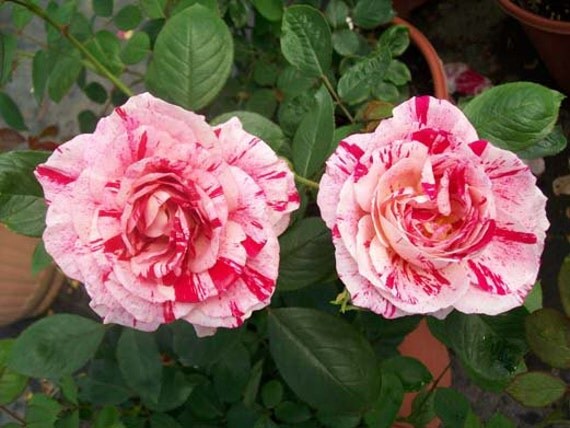 expressions similar sea of roses expressions similar sea of roses