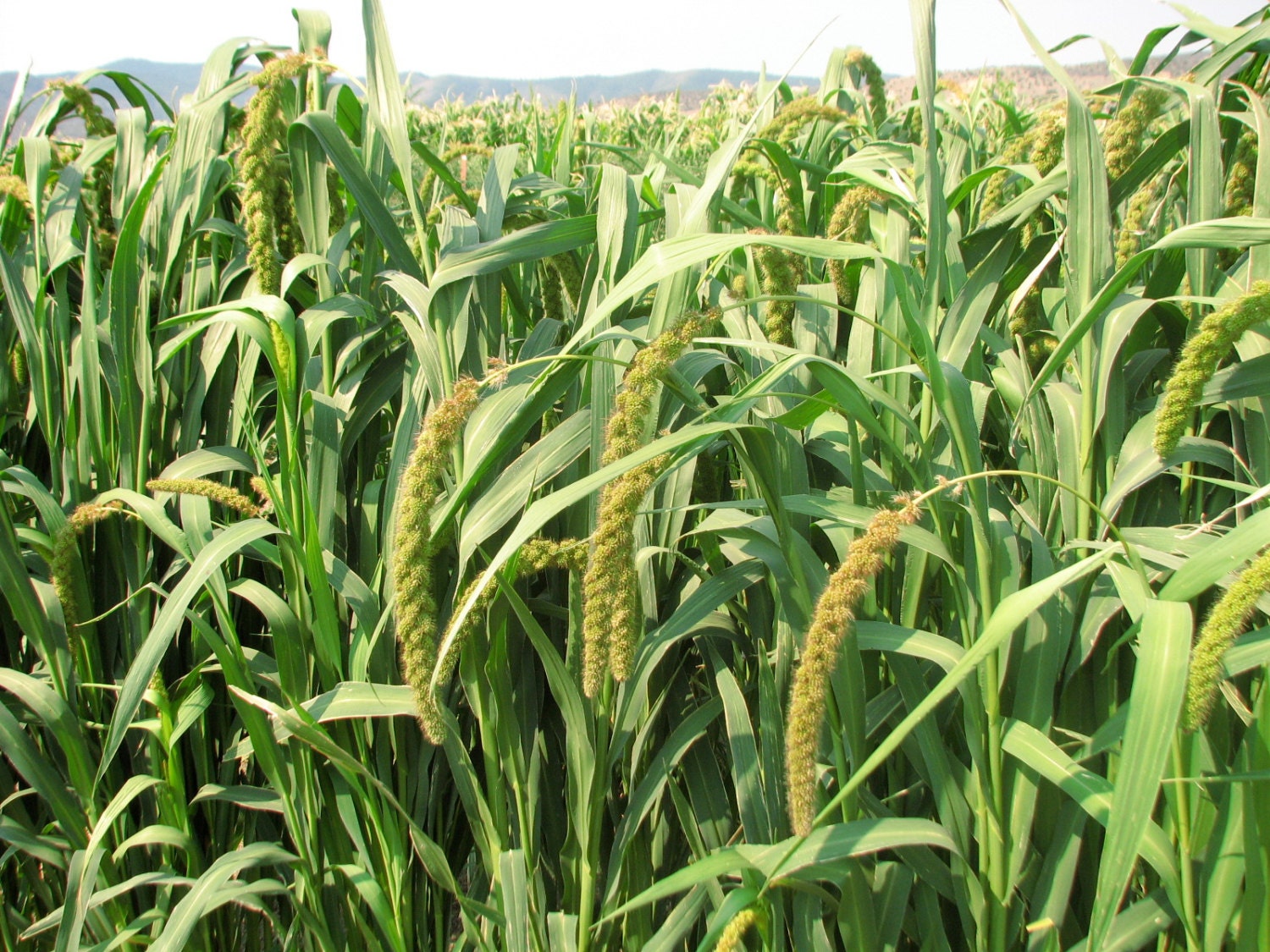 Limelight Millet Open Pollinated Seeds by HomewardBountySeeds