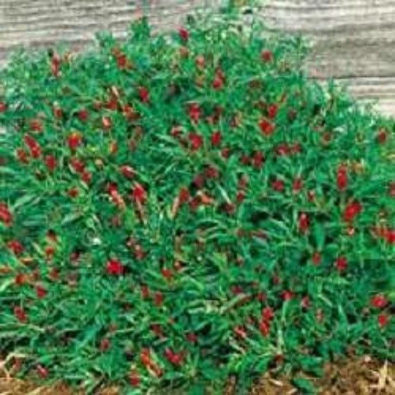 Thai Hot Ornamental Organic Pepper Plant from LazyOxFarm on Etsy Studio