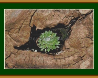 cross stitch chart "Hauswurz"