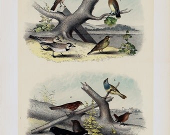 1881 antique BIRDS of NORTH AMERICA lithograph, small songbirds of country and river, 131 years old gorgeous largue print.