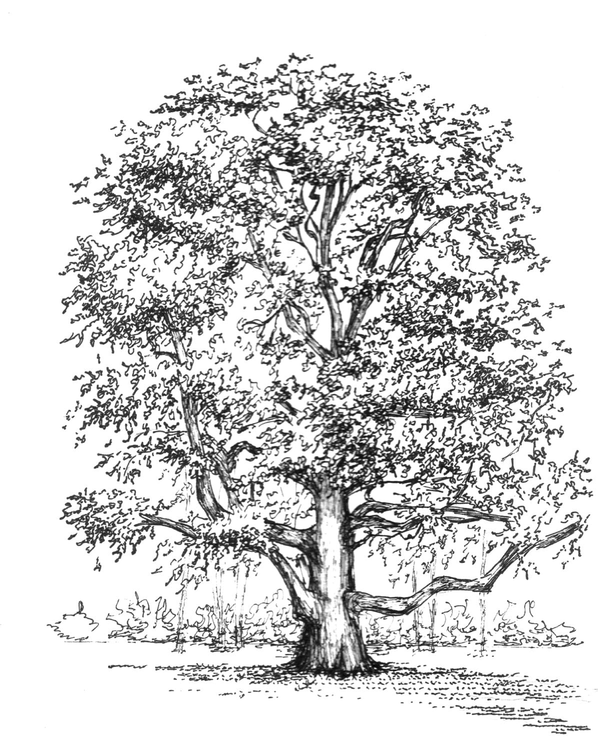 Items similar to Custom tree drawing pen and ink sketch of your tree