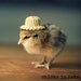 Greeting Card Set Chick in Straw Hat Folded Photo Note Cards With Envelopes (4)