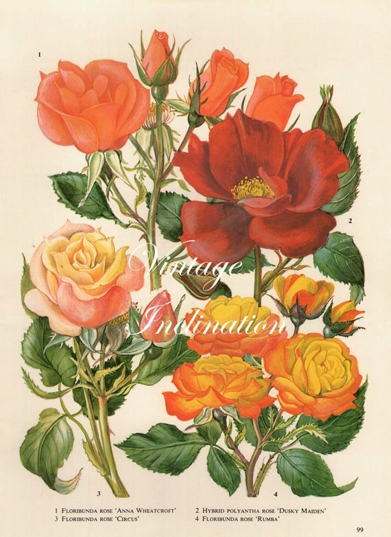 Vintage Botanical Print Antique ROSES rose by VintageInclination