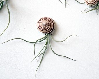 jellyfish friend no.1 // air plant // by robincharlotte