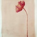FLOWERS - Drawings with Ink, pencil and acrylic on Canson textured paper 200 gr. Pink/purple/beige