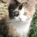 Jeannette