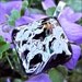 Bathsheba Irises Dichroic Pendant