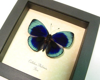 Dad's & Grad's Gift Callithea philotmia Real Framed Butterfly Conservation Display 355