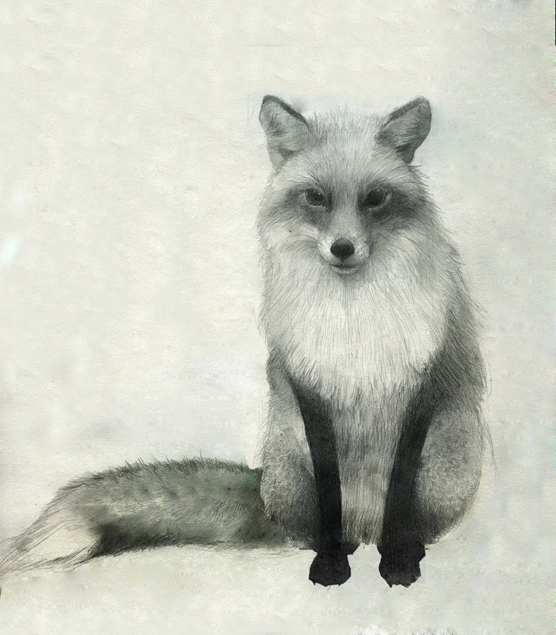 Fox Drawing print