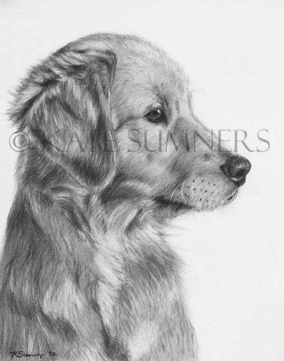 Items similar to Golden Retriever Puppy Art Print of Drawing 8x10 Dog