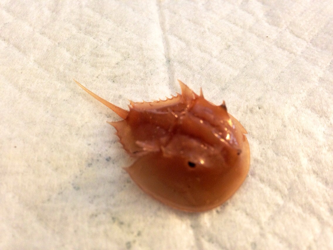 BABY Horseshoe Crab Wet Specimen Preserved Specimen Number