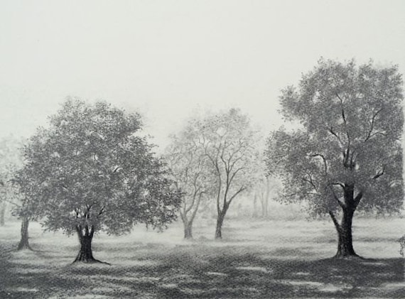 Grove of Oak Trees Drawing