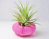 Hot Pink Sea Urchin with Tillandsia Air Plant (airplant  included)