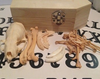 Taxidermy Bone Lot, Vertebrae, Real Animal skull ,Inside A Coffin Jewelry Box, Curios, curiosity box