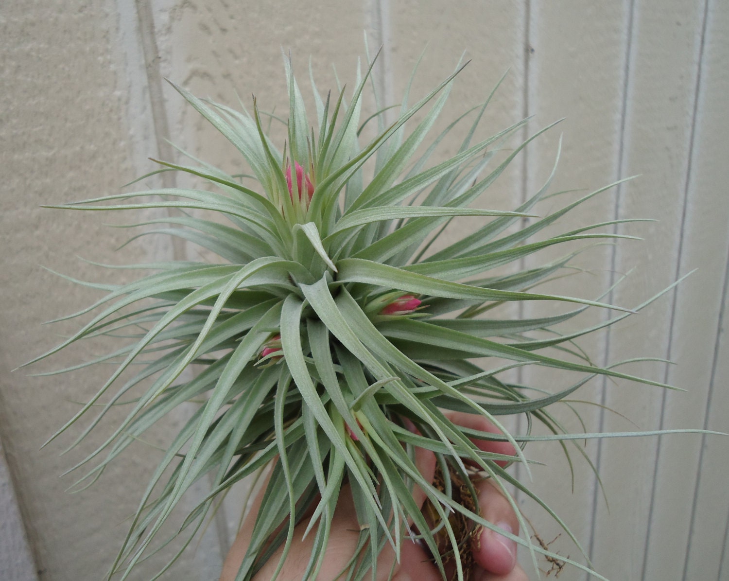 Tillandsia Stricta Stiff Gray Giant Air Plants