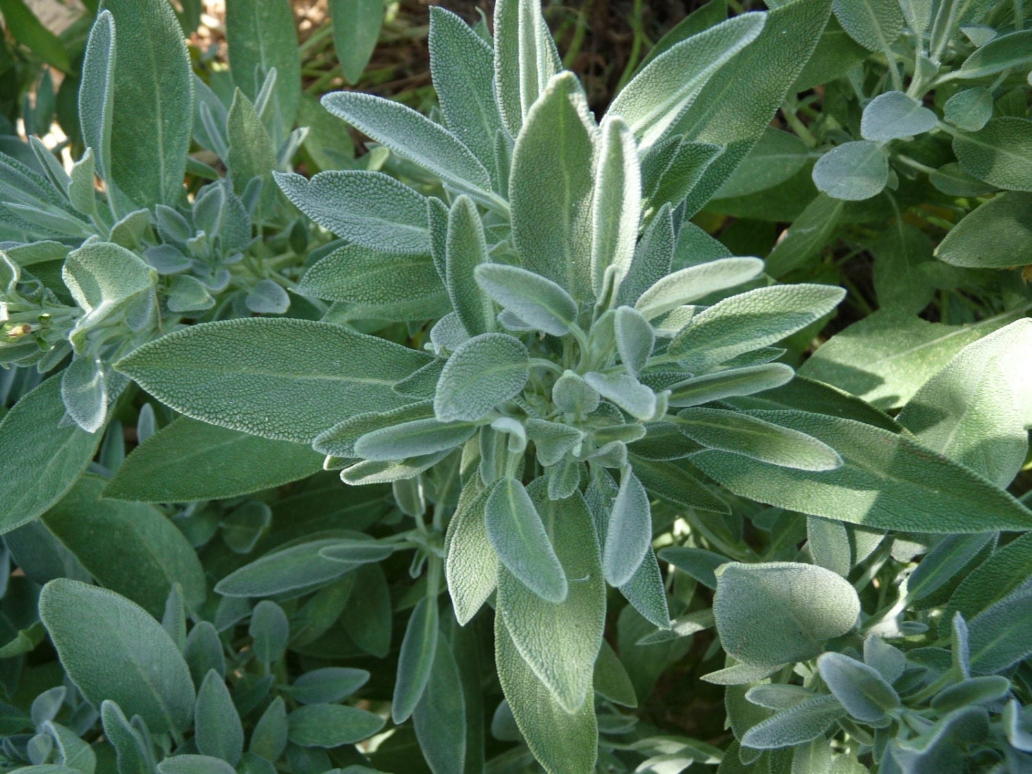 Common Sage // Garden Sage // Salvia officinalis//Seeds Common Sage // Garden Sage // Salvia officinalis//Seeds