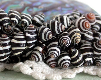 Pyrene Shells, Black and White Stripped Shells, Shell Beads, Whole Shell Beads, Natural Undyed Shell Beads SHL-053
