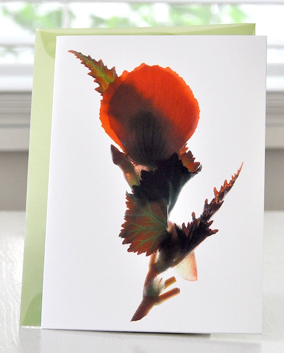Floral Note Card 5"x7" A7 Begonia Dance Red Free US Shipping