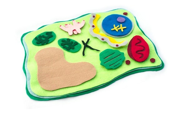 models clay biology Science  Biology Homeschool Toy Flannel  Set  Board   Educational