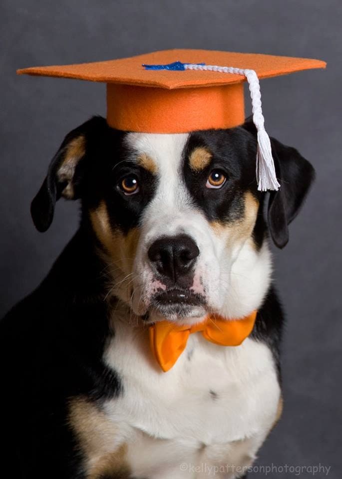 dog with graduation cap