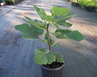 Ficus Brown Turkey Fig Tree Starter Size Fig Tree Live Plant