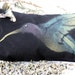 Hand Painted Fabric Lavender Sachet Pillow With Abalone Shell Accent Charm