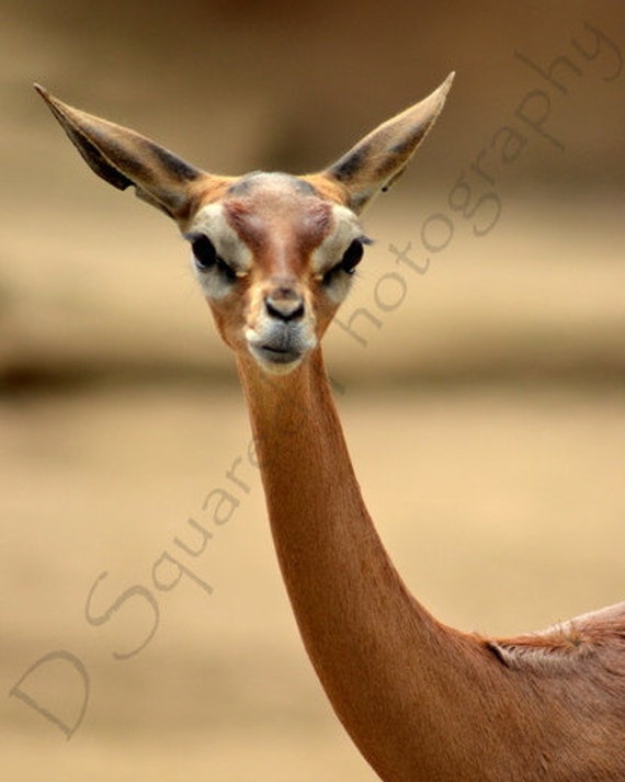 Baby Gazelle San Diego Zoo African Wildlife