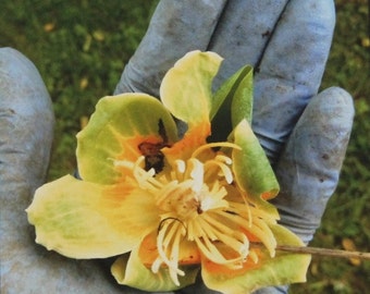The Blue Glove, Poplar Tulip, Art Photography