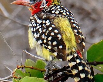 Taxidermy Red and Yellow Barbet Bird Skins