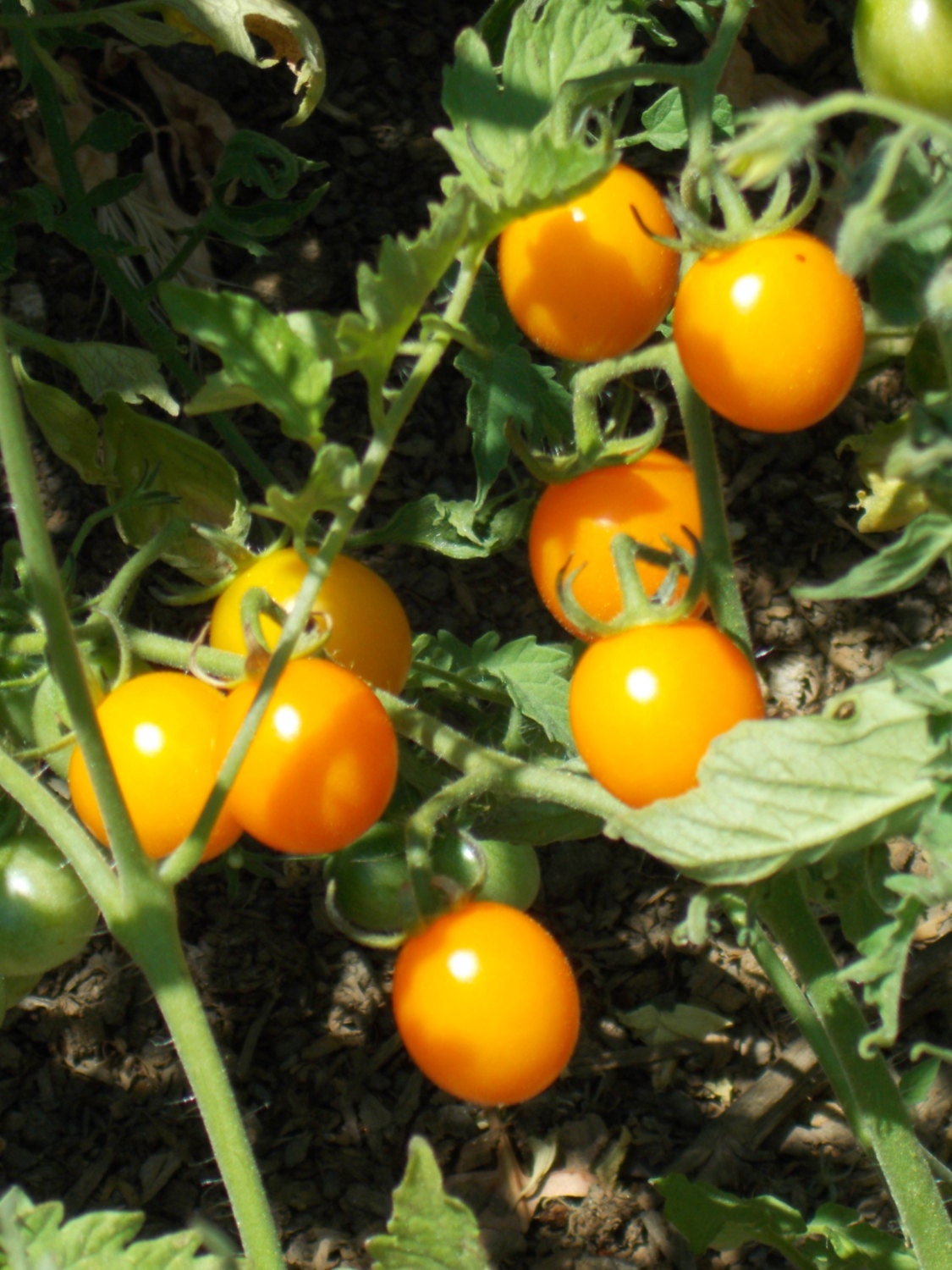 Sungold Tomato Orange cherry tomato sundried tomato organic