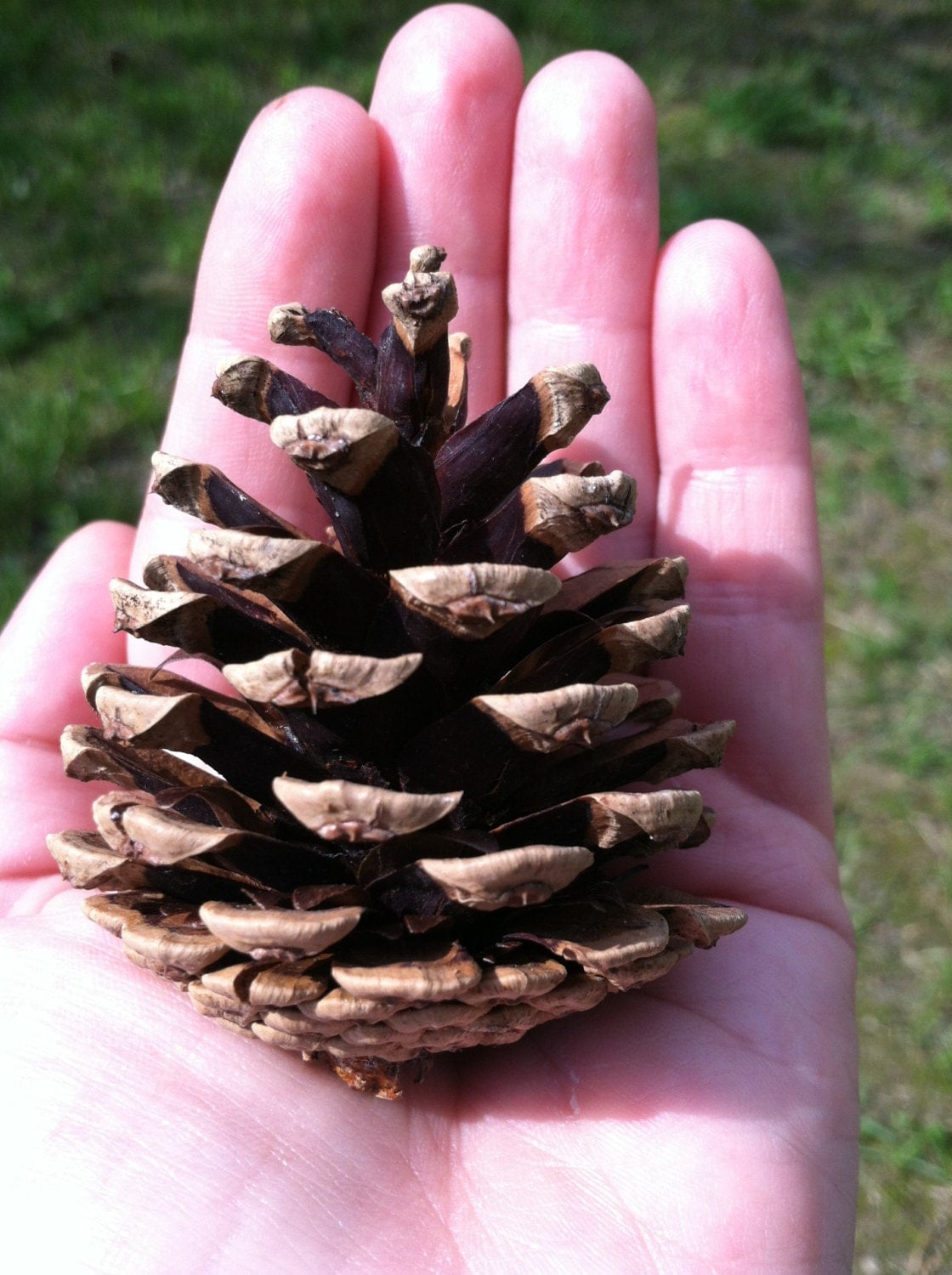 25 Norway red pine cones