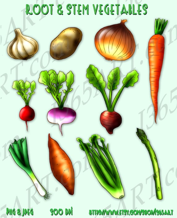 root vegetables clipart - photo #5