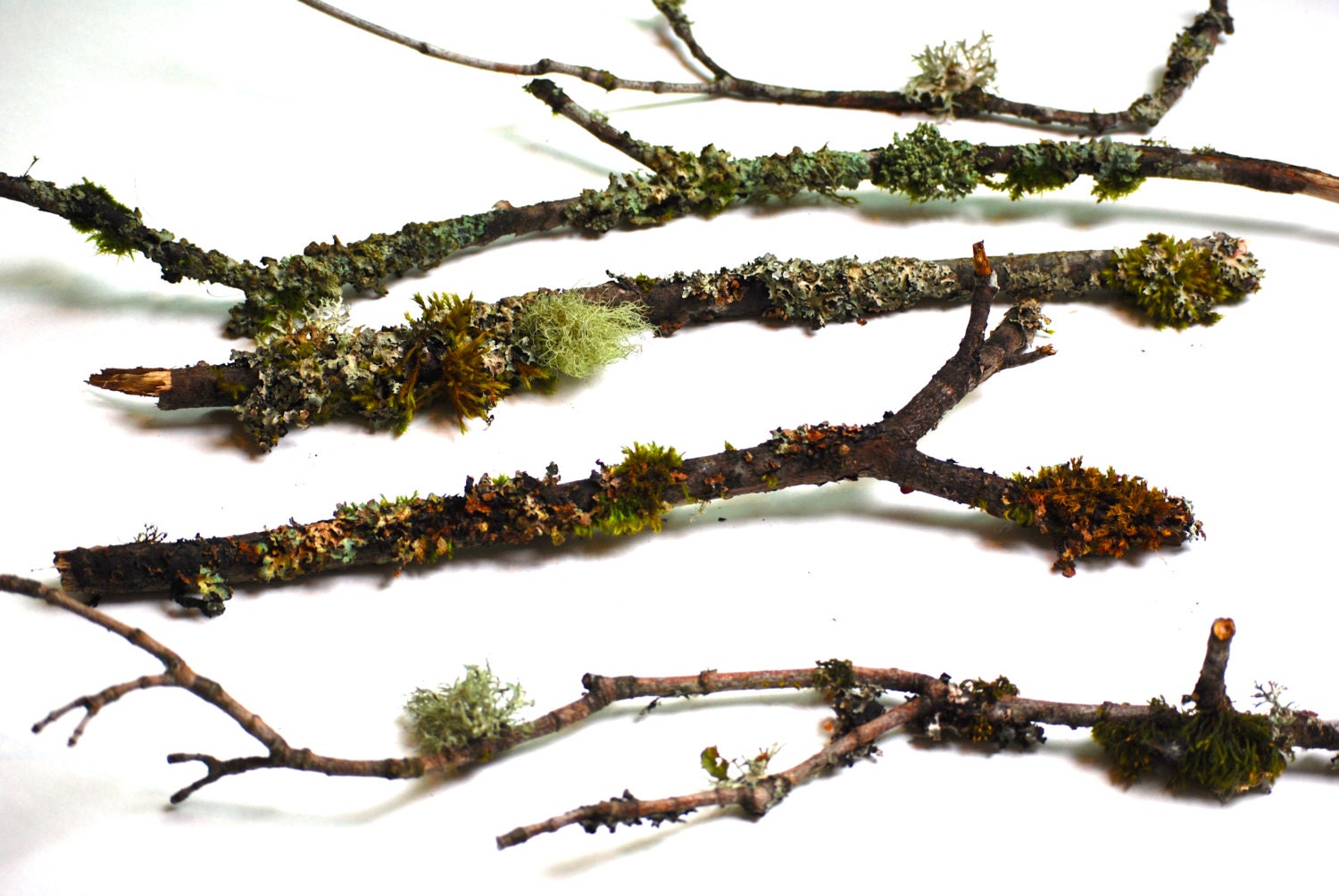 5 Branches & Twigs Covered in Natural Lichen and Moss Bonsai