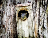 Squirrel in Birdhouse Photography Art Print Squirrel in Birdhouse Photography Art Print